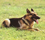 Adestramento de cães em Londrina