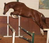 Haras e Hípicas em Londrina